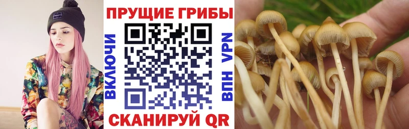 Псилоцибиновые грибы Magic Shrooms  kraken зеркало  Стародуб 